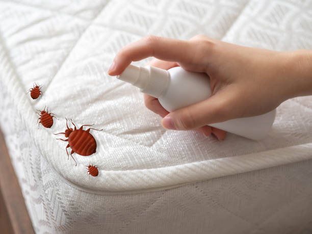 Best Real Estate Pest Inspections  in Issaquah, WA